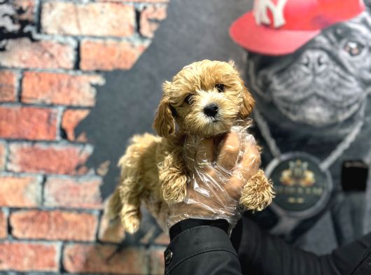 Dünya Tatlisi Malti̇poo Bebek