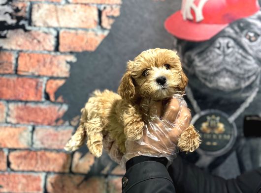 Dünya Tatlisi Malti̇poo Bebek görsel