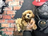 Dünya Tatlisi Malti̇poo Bebek