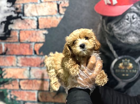 Dünya Tatlisi Malti̇poo Bebek görsel