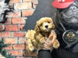 Dünya Tatlisi Malti̇poo Bebek