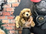 Dünya Tatlisi Malti̇poo Bebek