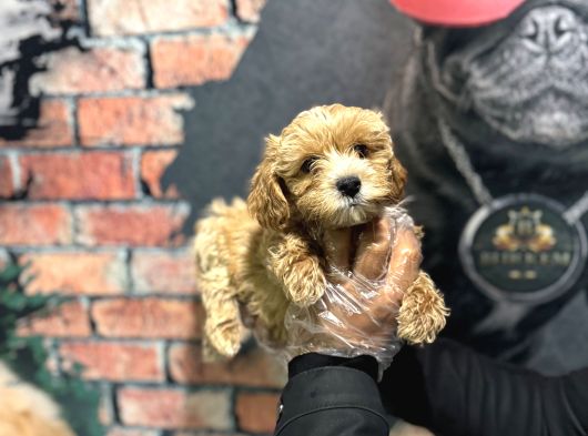 Dünya Tatlisi Malti̇poo Bebek görsel