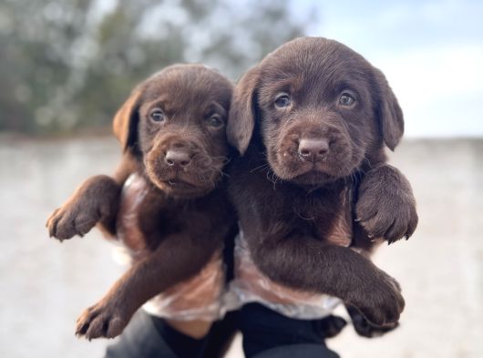 RENGİNE AŞIK OLACAKSINIZ CHOCOLATE LABRADOR RETRIEVER