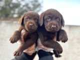 Rengi̇ne Aşik Olacaksiniz Chocolate Labrador Retriever