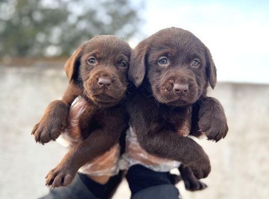 Rengi̇ne Aşik Olacaksiniz Chocolate Labrador Retriever görsel