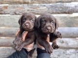 Rengi̇ne Aşik Olacaksiniz Chocolate Labrador Retriever