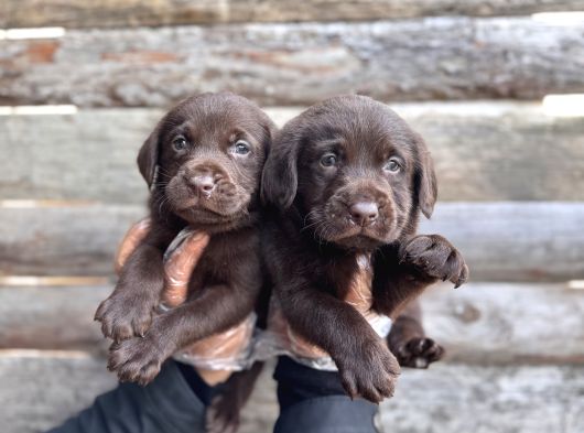 Rengi̇ne Aşik Olacaksiniz Chocolate Labrador Retriever görsel
