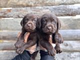 Rengi̇ne Aşik Olacaksiniz Chocolate Labrador Retriever