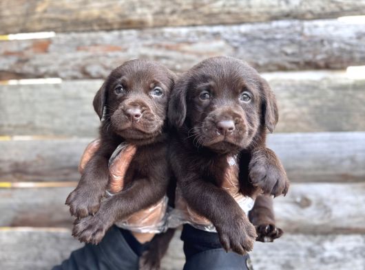 Rengi̇ne Aşik Olacaksiniz Chocolate Labrador Retriever görsel
