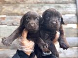 Rengi̇ne Aşik Olacaksiniz Chocolate Labrador Retriever