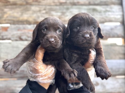 Rengi̇ne Aşik Olacaksiniz Chocolate Labrador Retriever görsel