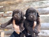 Rengi̇ne Aşik Olacaksiniz Chocolate Labrador Retriever
