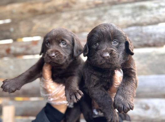 Rengi̇ne Aşik Olacaksiniz Chocolate Labrador Retriever görsel