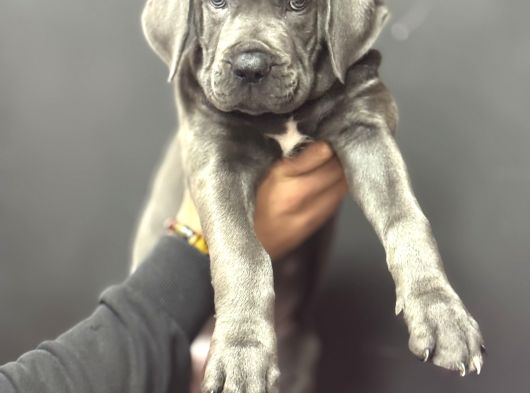 Devasa Cane Corso Yavrumuz Üst Kali̇te görsel