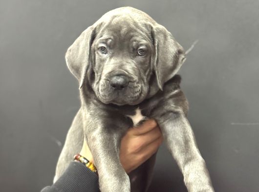 Devasa Cane Corso Yavrumuz Üst Kali̇te görsel