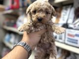 Maltipoo Bebekler Tüy Dökmez Koku Yapmaz