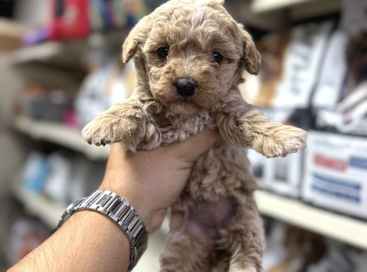 Maltipoo Bebekler Tüy Dökmez Koku Yapmaz görsel