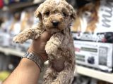 Maltipoo Bebekler Tüy Dökmez Koku Yapmaz