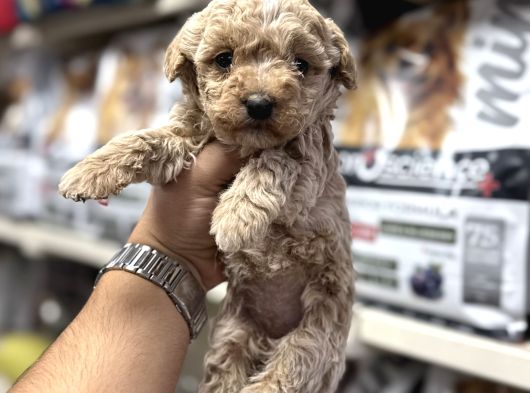 Maltipoo Bebekler Tüy Dökmez Koku Yapmaz görsel
