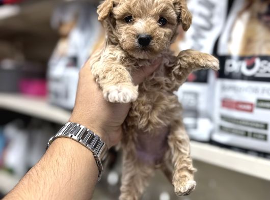 Maltipoo Bebekler Tüy Dökmez Koku Yapmaz görsel