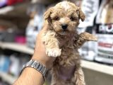 Maltipoo bebekler tüy dökmez koku yapmaz