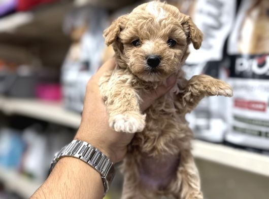 Maltipoo Bebekler Tüy Dökmez Koku Yapmaz