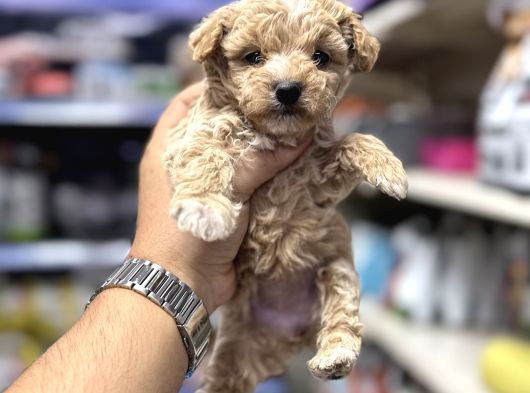 Tüy Dökmeyen Koku Yapmayan Maltipoo Yavrularımız