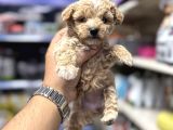 Maltipoo Bebekler Tüy Dökmez Koku Yapmaz