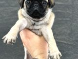 Hamburger Surat Oyun Deli̇si̇ Pug Mops