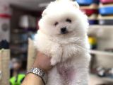 Pomeranian üst kalite yavrular için arayabilirsiniz