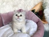 Uyumlu Kaliteli Güzeller Teslime Hazırlar