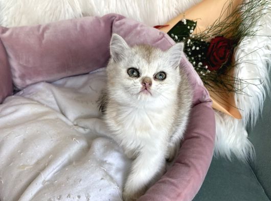 Uyumlu Kaliteli Güzeller Teslime Hazırlar görsel