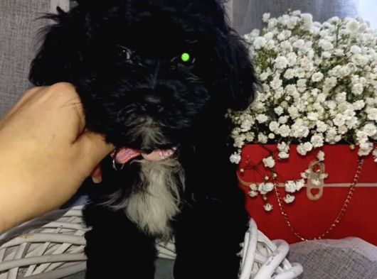 Sevgi Dolu Ve Kıvırcık görsel