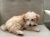 Yavru Maltipoo
