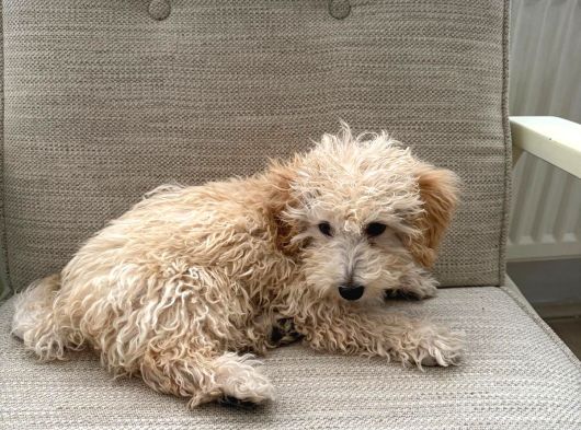 Yavru Maltipoo görsel