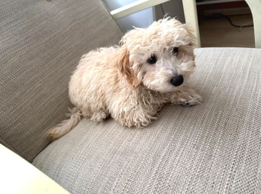 Yavru Maltipoo