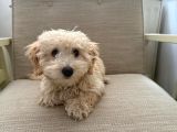 Yavru Maltipoo