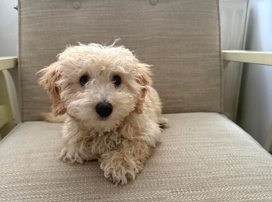 Yavru Maltipoo görsel