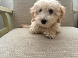 Yavru Maltipoo