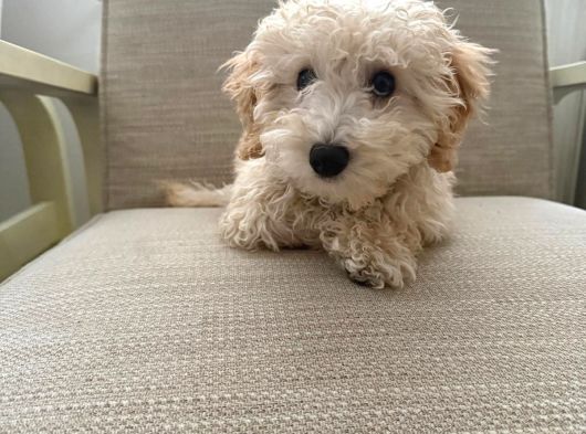 Yavru Maltipoo görsel