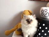 ERKEK GÜZELİ