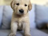 A Kalite Golden Retriever Yavrular