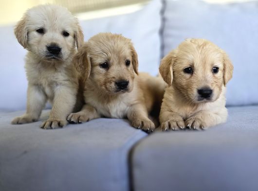 A Kalite Golden Retriever Yavrular