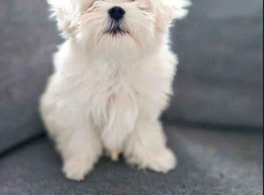 Matese Terrier Irkının En Özel Yavruları görsel
