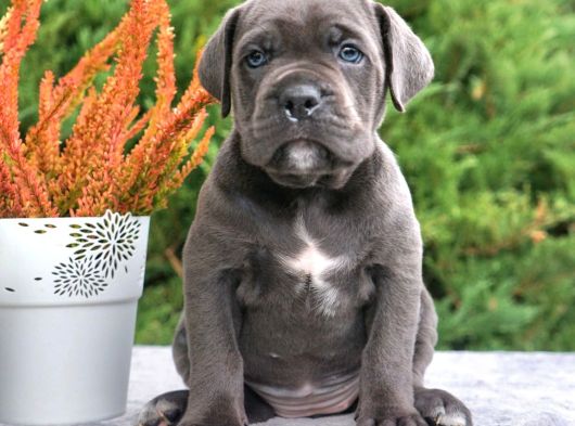 Cane corso en kalitelisi dev ırkının en iyisi
