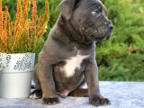 Cane Corso En Kalitelisi Dev Irkının En Iyisi