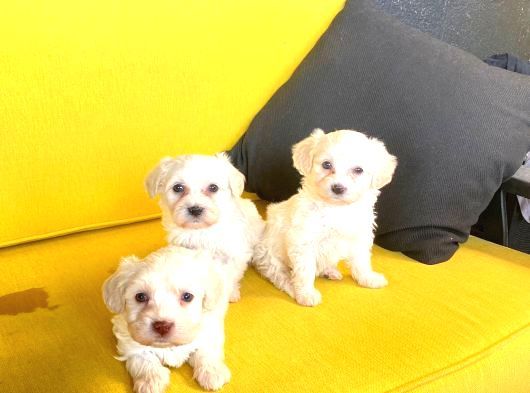 A Kalite Maltese Bebekler