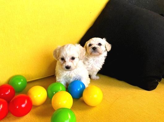 A Kalite Maltese Bebekler görsel