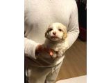 Mini Boy Maltipoo